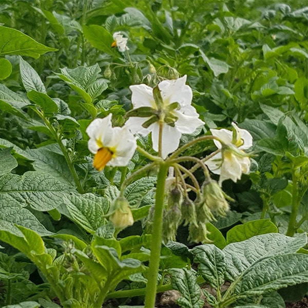 Fonctionnement SNCPT